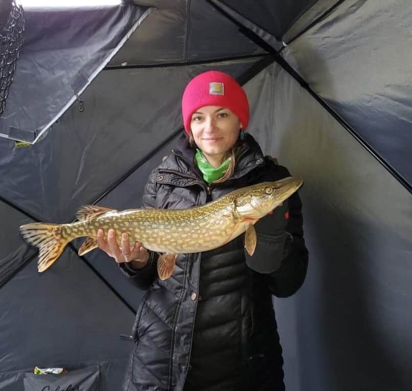 A northern pike caught while ice fishing on Twin Valley Reservoir in southern Alberta Canada.