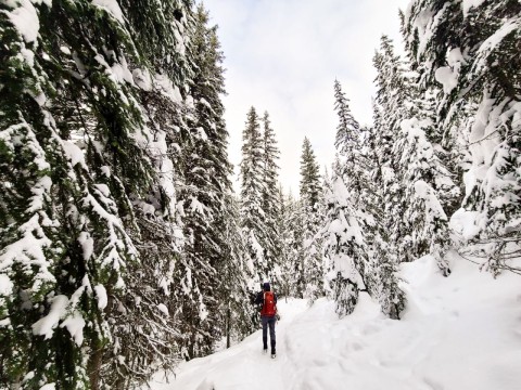 Your Ultimate Guide to Snowshoeing in Vernon BC