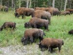 bison-5