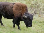 bison-alaska-herd-1