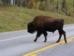 bison-buffalo-alaska-hwy-6