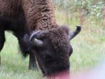 bison-buffalo-alaska-hwy-8