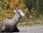 mountain-sheep-alaska-hwy-8