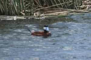 ruddy_duck