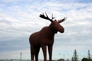 Moose Jaw, Saskatchewan Moose
