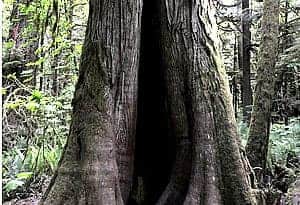 Cathedral Grove Park
