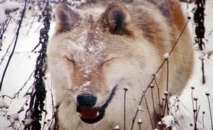 Wolf enjoying the Winter Outdoors