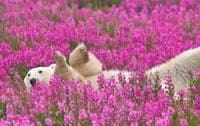 Polar bear photograph
