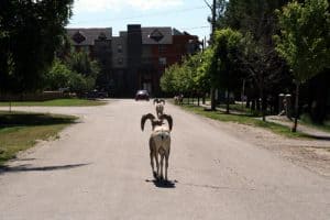 Canadian Road Trip