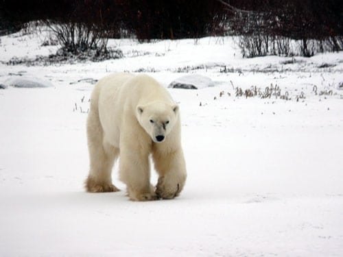 Polar Bear - Churchill Manitoba