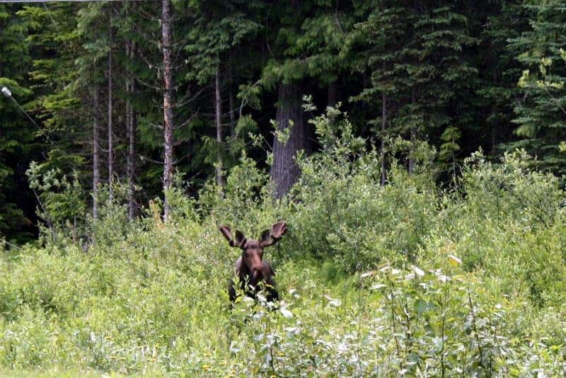 Moose sighting on Highway 16