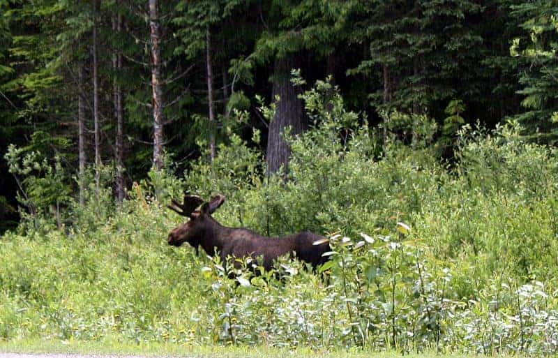 Moose sighting on the Yellowhead Highway