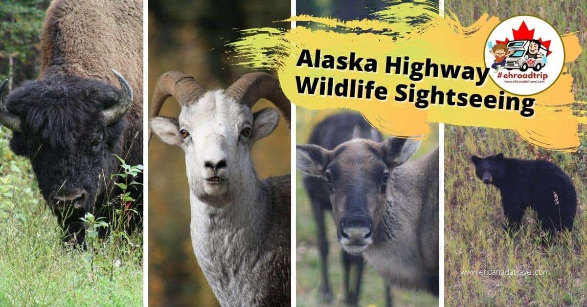 alaska highway wildlife sightseeing