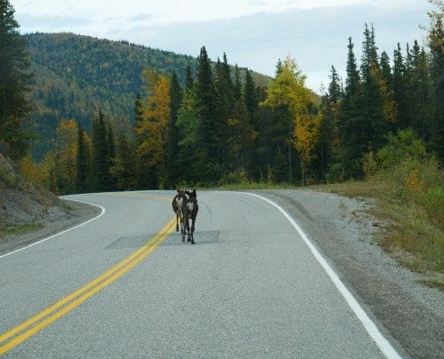 alaska highway caribou