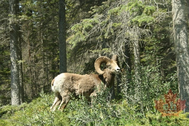 big-horn-sheep20090705_95.JPG