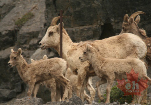 Baby Mountain Goats