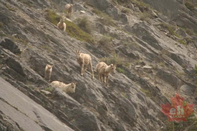 mountain-goats20090705_02.JPG
