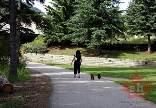 Dog Walking the Bow River Trail