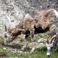 Bighorn Sheep