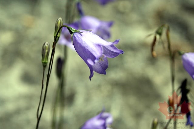 trail-flowers20090720_91.JPG