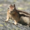 Eye Spy Squirrel