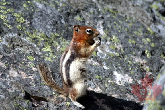 Going Nuts at Consolation Lakes
