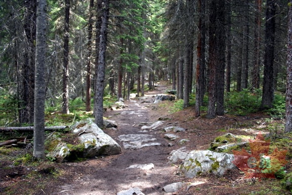 Boulders and Tree Roots