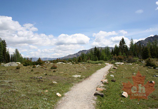 Larch Valley Trail