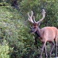 jasper 2107 0179