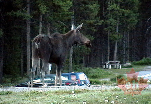 Moose at Maligne Lake