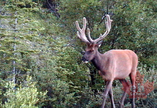 Wildlife in Jasper park