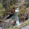 Canyon Forest