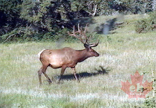 Jasper Elk