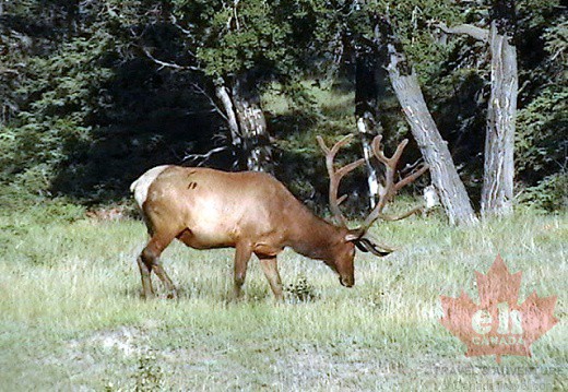Jasper Park Elk