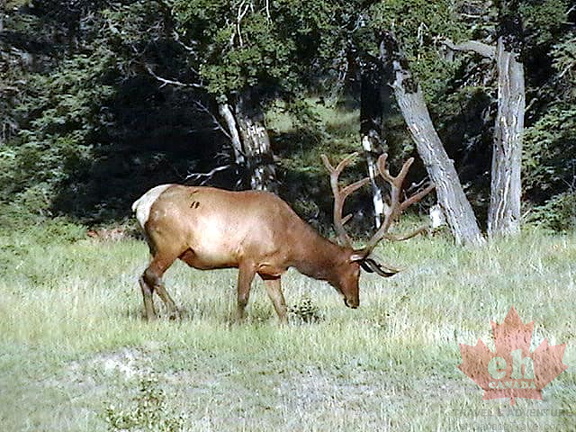Elk in Jasper