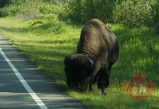Roadside Buffalo