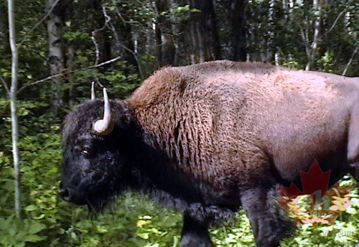 Buffalo Close Up
