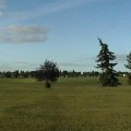 Grassy Fields
