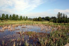 Marsh