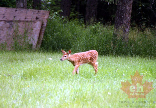 Red Deer Fawn