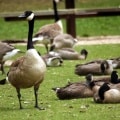 Canada Geese