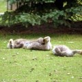Baby Geese