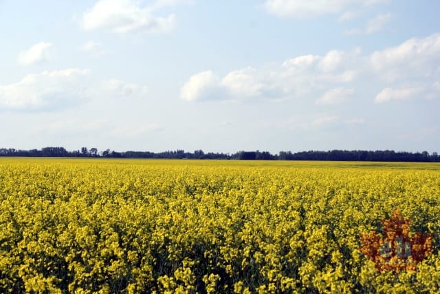 canola20090711_421.JPG