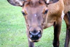 Curious Elk