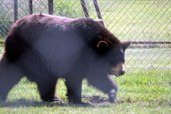 Black Bear