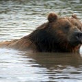 Kodiak Swim