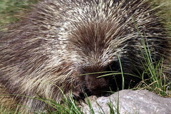 Porcupine
