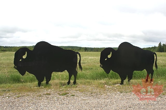 Bison Entrance
