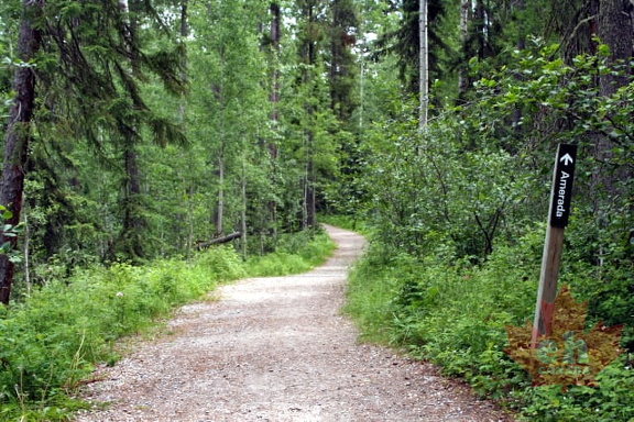 Amerada Trail