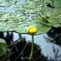 Lily-Pads